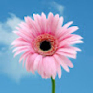 Meet your Posher, Angie